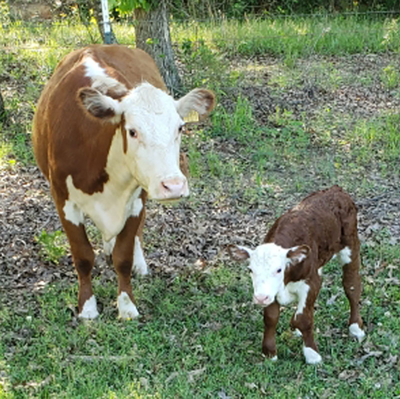 cattle for sale