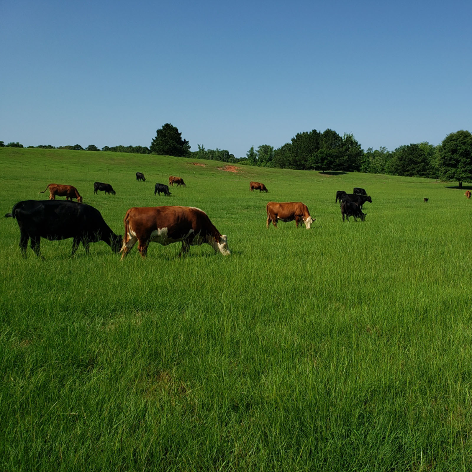 Davis Double D Farms Ranch