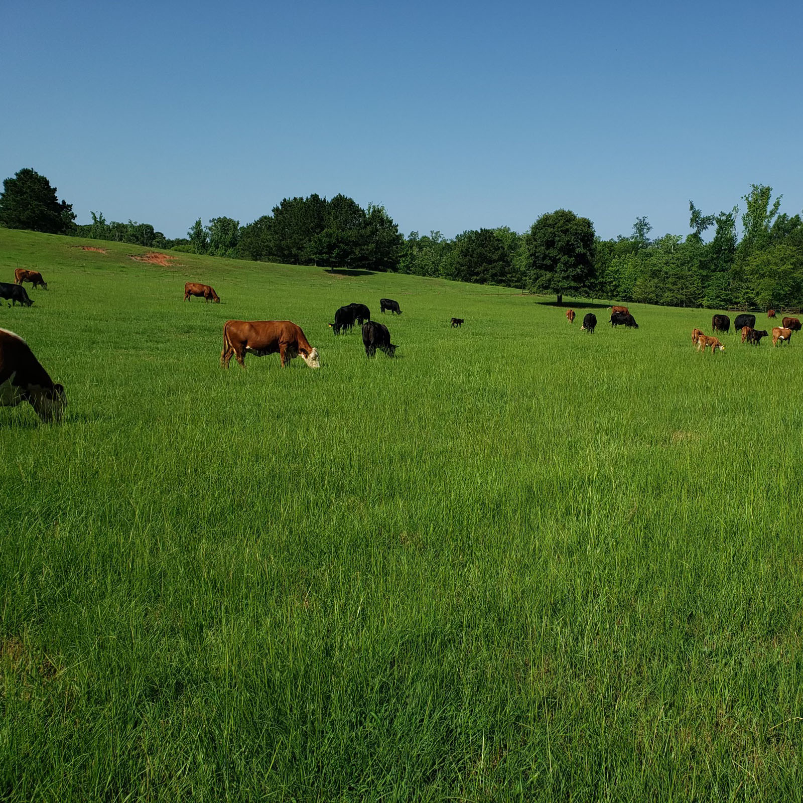 Davis Double D Farms Ranch