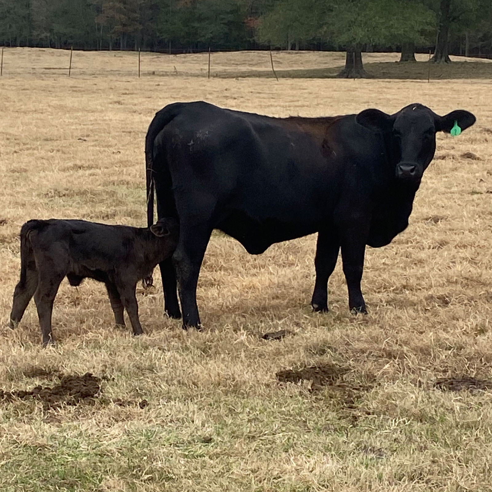 Davis Double D Farms Ranch