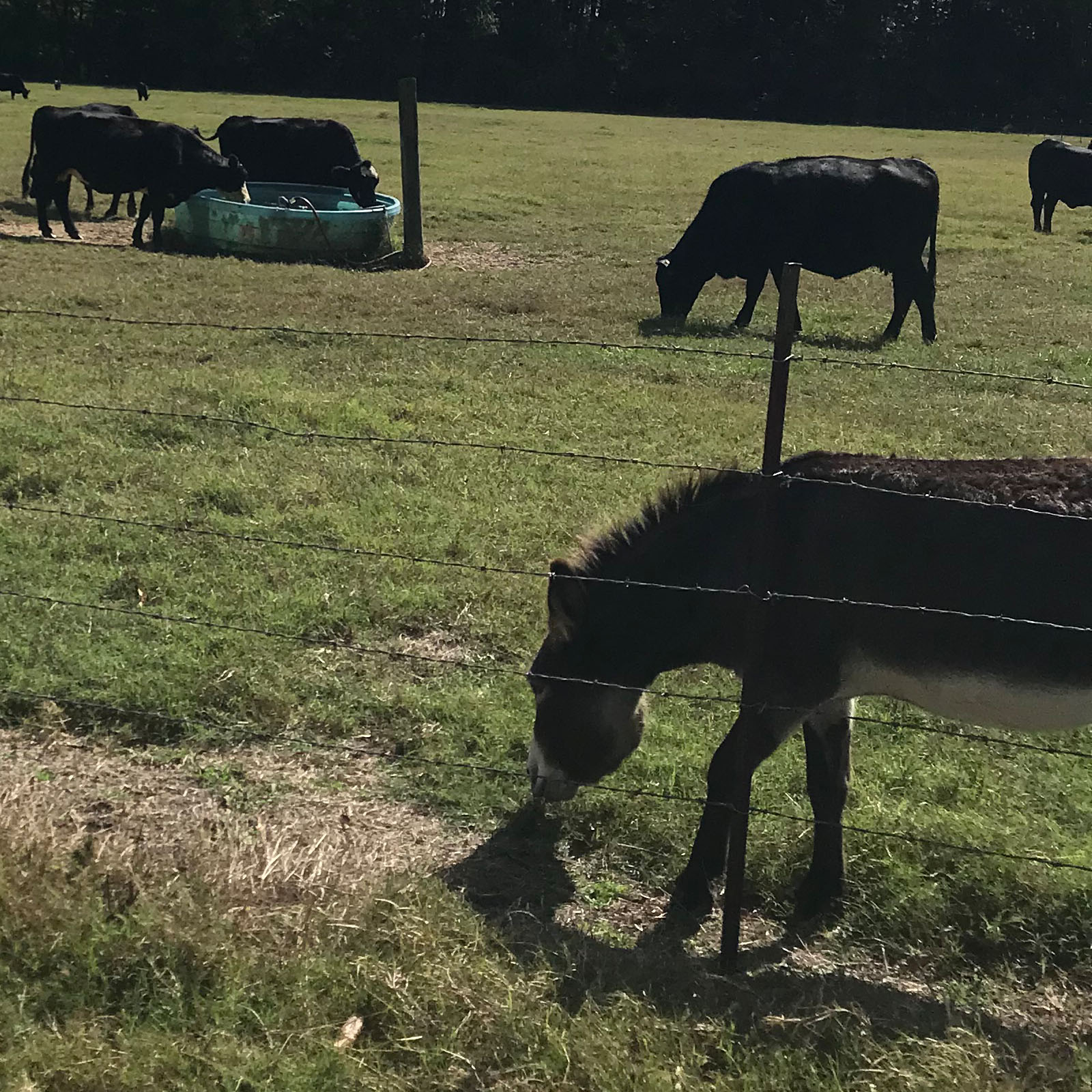 Davis Double D Farms Ranch