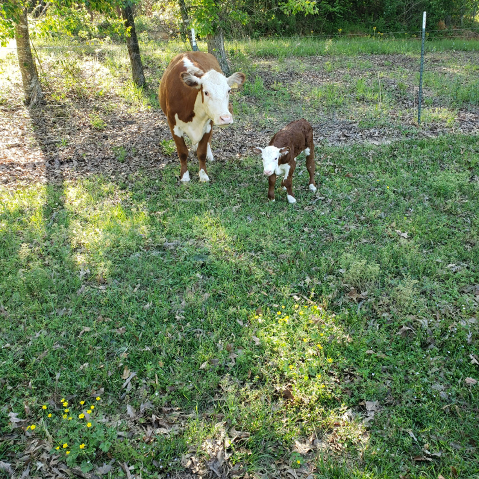 Davis Double D Farms Ranch