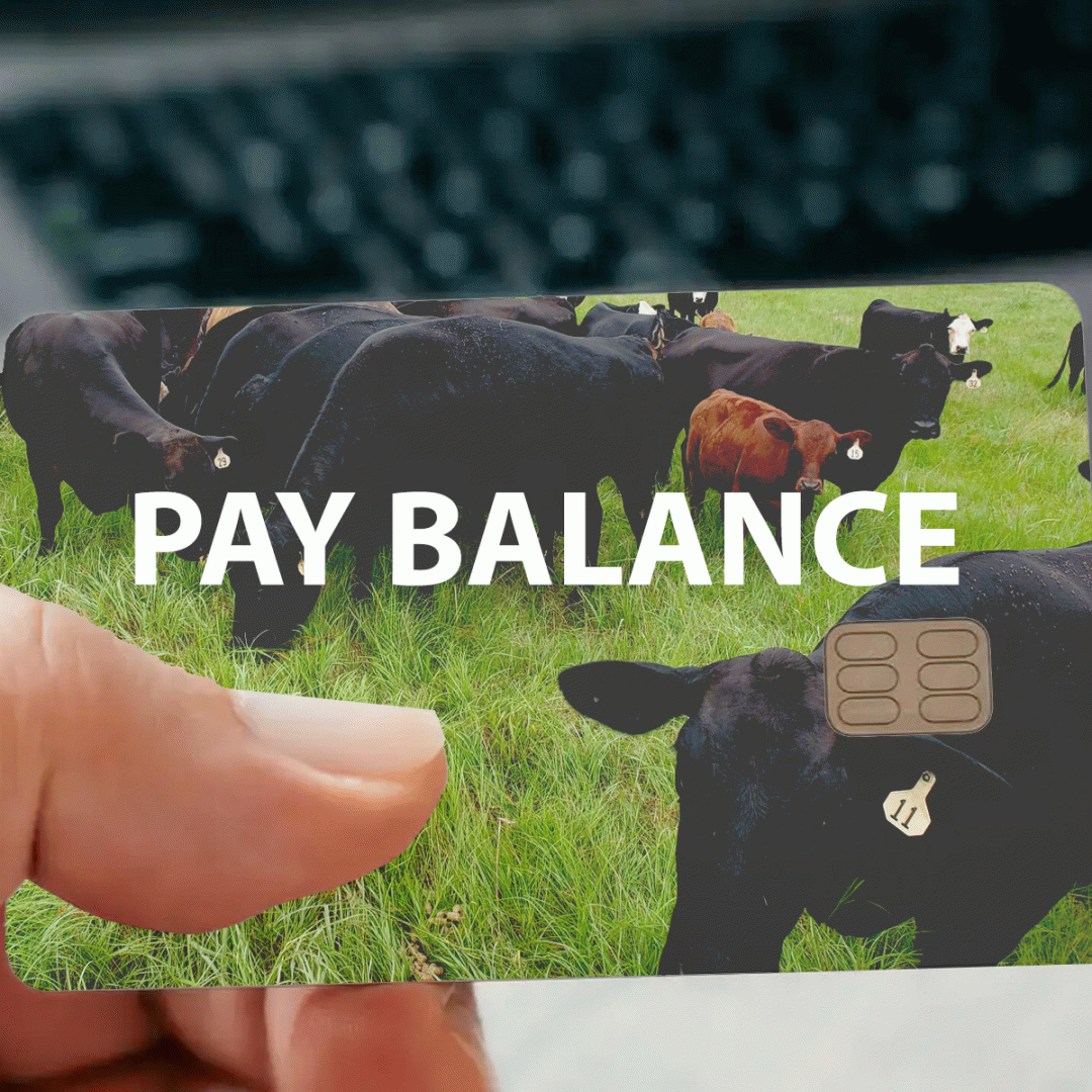 Pay Balance