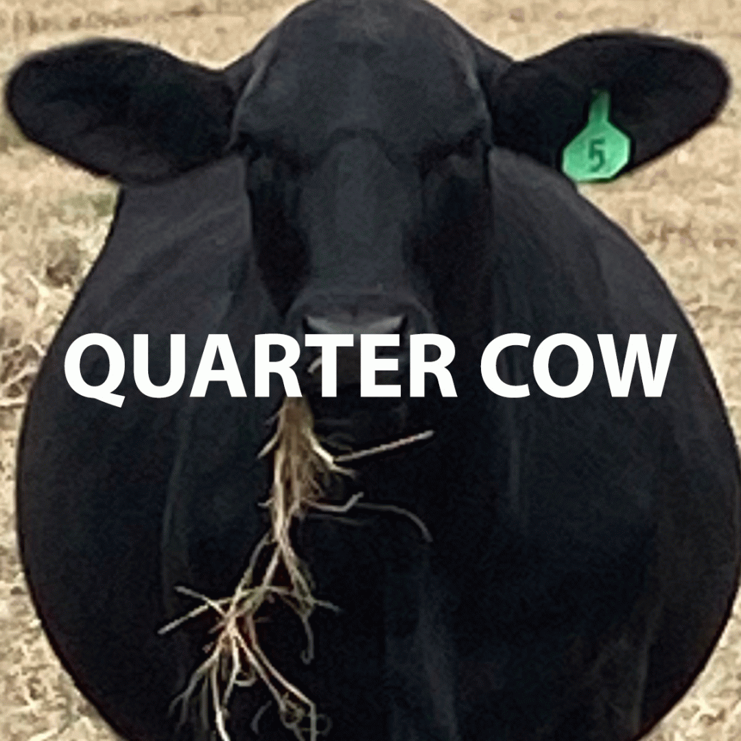 Quarter Cow